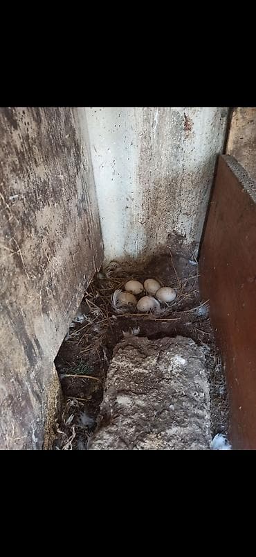 ov itleri satisi: Erkək, | Lal ördək, Ətlik — 4