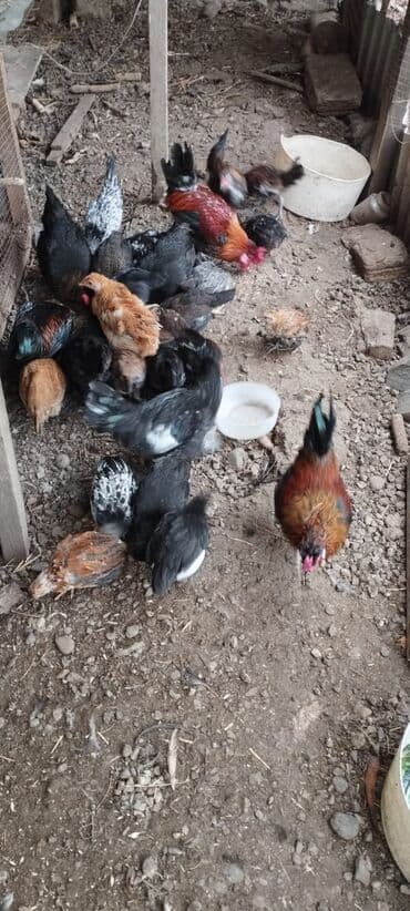 Cücə və xırda toyuq dəstəsi - Rəngarəng yerli cinslər: qara, boz-ağ