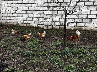 hinduska balasi satilir 2019: Toyuq, Damazlıq, Ödənişli çatdırılma — 10