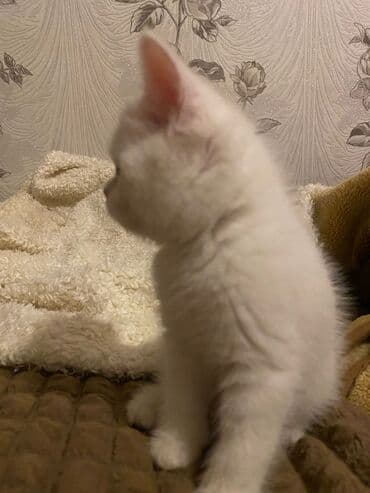 ağ pişik adları: Ekzot — 4