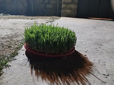 Satdiq semeni var 70qep