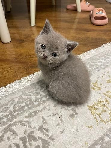 pişiy: Yaxşı əllərə — 5