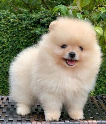 Gəmiricilər: Şpitz, 2 ay, Ünvandan götürmə — 1