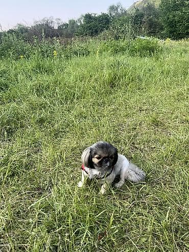 it sahiplenmek: Pekines, 2 il, Dişi, Cütləşmə üçün — 6