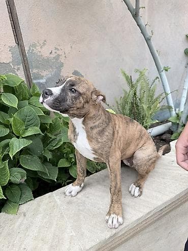 bala dovşanlar: Pitbul, 3 ay, Dişi, Peyvəndli — 1