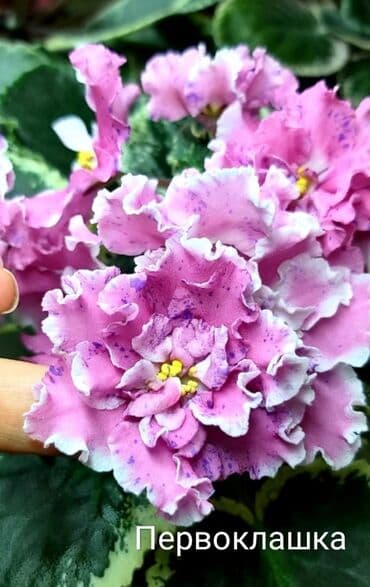 gül şəkilləri profil üçün: 5 — 18