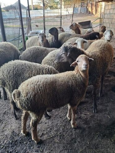 Qiyməti razılaşma yolu ilə bu nömrə ilə əlaqə saxlayın