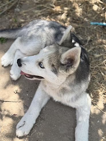 İtlər: Xaski, 3 ay, Erkek, Peyvəndli — 2