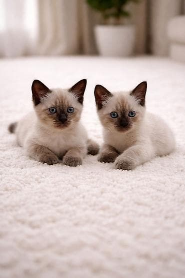 siam pişikləri: Siam — 2