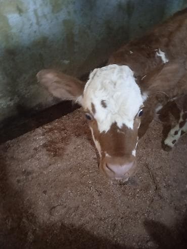 Digər heyvanlar: Dana, buzov, Dişi, ay: 1, Damazlıq, Ünvandan götürmə — 2