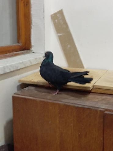 qara quyruq: Qara Ərkey Tutulma 12 Tük Dolaq — 3