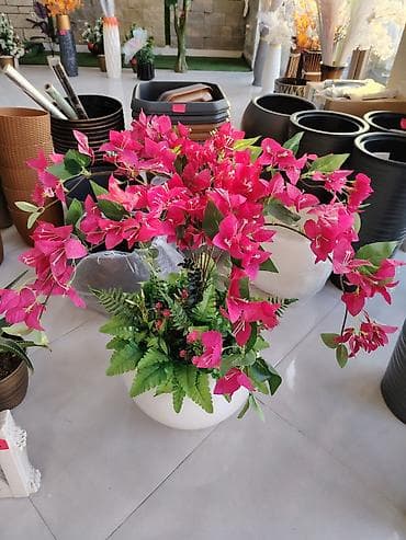 sunu gul: Dekorativ bouqenvilliya kompozisiyası – ağ şar formalı qablarda - — 4