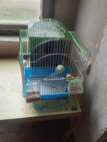 Çaydanlar: Dalmatin və standart rənglərdə dalğıç (dalmaşın) papuqayları – — 2