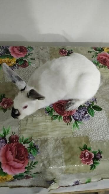 velikan dovşanlar: Kaliforniya dovşanlar Bir erkek Bir dişi tam saqlam heyvanlardı cüt — 5