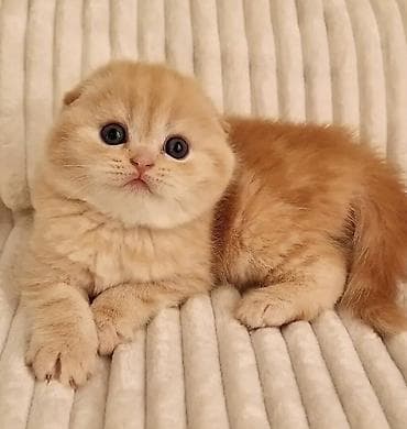 bal arısı: Şotland yastı qulaq — 2