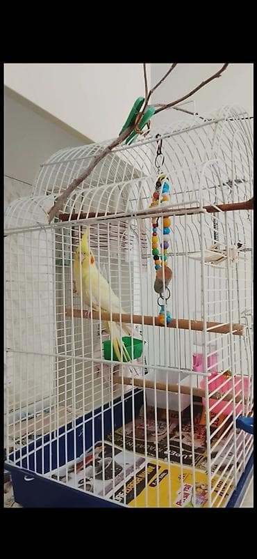 El quwu rucnoy Karella sultan papuqayi satiram əl quşudu, rucnoydu