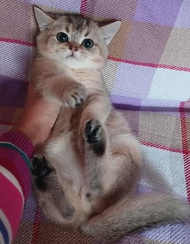 golden pişik: Britan — 1