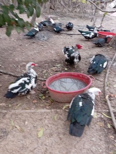 Gəmiricilər: Ördəklər — 9