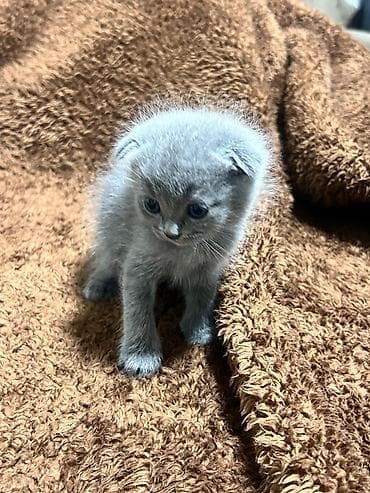 pişiy: Şotland — 3