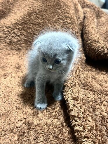 balaca pişik şəkilləri: Erkək, Dişi, Yaxşı əllərə, Ünvandan götürmə, Pulsuz çatdırılma, Ödənişli çatdırılma — 7