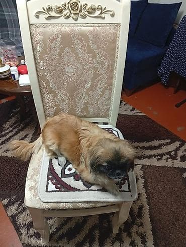 bitbul iti: Pekines, 2 il, Dişi, Peyvəndli, Ünvandan götürmə — 1