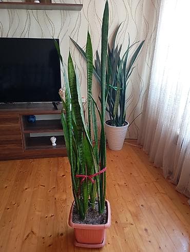 tuya ağacı nedir: Sansevieria (Qayın dilı) – dekorativ otaq bitkisi - Uzun, dik — 1