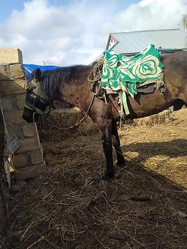 satdıq at: At minik və yük daşıma üçün uyğun, dayanıqlı yerli cins (qəhvəyi, qara — 4