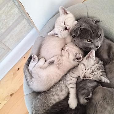 pişim: Britan — 5