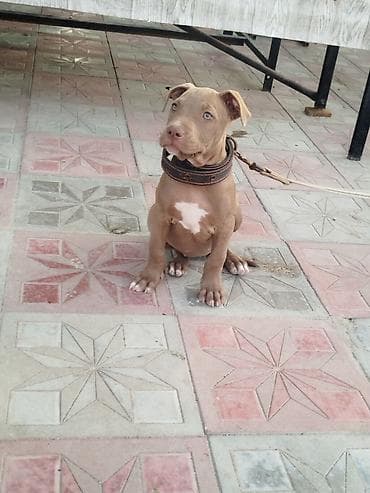 pidbul it: Pitbul, 2 ay, Dişi, Ünvandan götürmə — 1