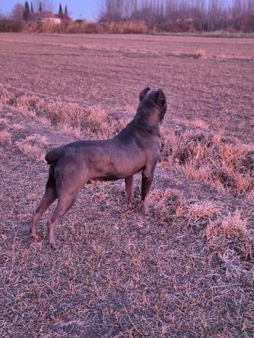 arpa toxumu satışı: Kane-Korso, 3 ay, Erkek, Ödənişli çatdırılma — 3