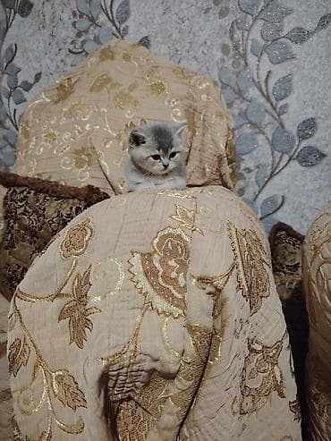 Аквариумные аксессуары и принадлежности: Шотландская, Самец, В добрые руки — 1