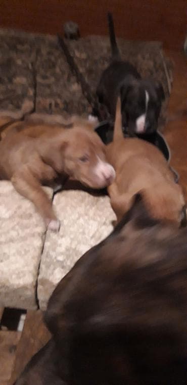 pitbull balalari: Pitbul, Peyvəndli — 5