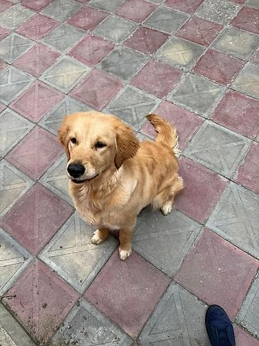 alman coban iti: Retriever, 9 ay, Dişi, Peyvəndli — 2