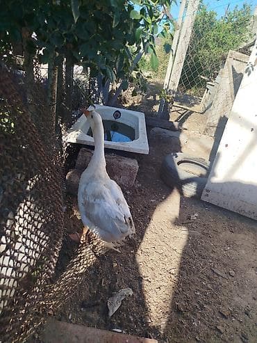 bildircin quşu: Ağ qazlar – cütlük - Növ: ev qazı (ağ rəngli) - Say: 2 ədəd (cüt) - — 2