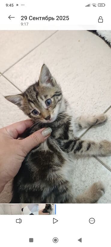 кот в добрые руки: В добрые руки — 4