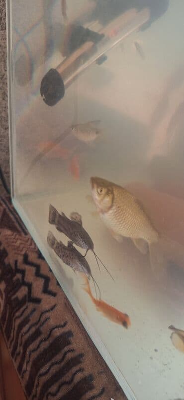 Gəmiricilər: Dördbucaq akvarium, Balıqlarla birlikdə, 64 l, Ünvandan götürmə — 4