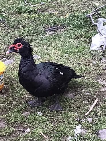 Cücələr: Satılır: Zumurud erkeyler 1 denesi 80 manat cavan. Damazdiq — 7