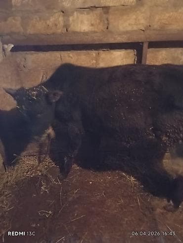 tap az xaski: Satılır: qara rəngli dana - Növ: iri buynuzlu heyvan, dana - Rəng — 2