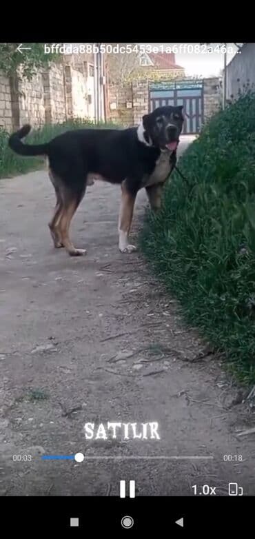 ətlik inək cinsləri: Erkek — 1