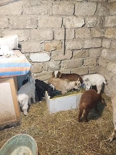 heleb keçisi: Erkək, il: 1, 10 kq, Damazlıq — 3