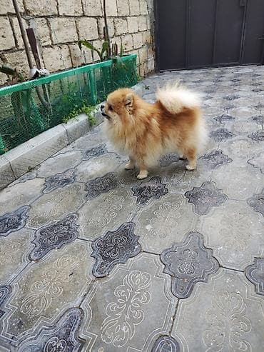 cüce yemi: Şpitz, 2 il, Erkek, Cütləşmə üçün — 2