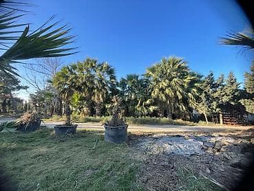 ucuz taxtalar: Palma ağacları – dekorativ landşaft üçün (Təcili 50 faiz aşağı — 8