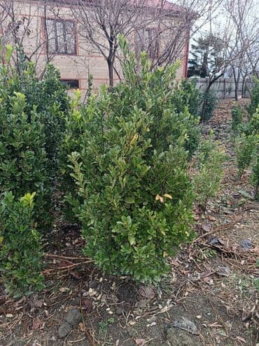 Digər bitkilər: Həmişə yaşıl kol — 5