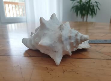 novruz xoncasi 2020: Okean rakuşkası.Balıq qulagı.uzunlugu 25sm.2 eded var.sinigi catı — 1