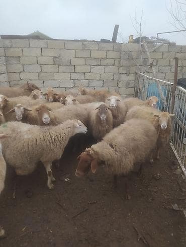 Птицы: Бараны, овцы — 4