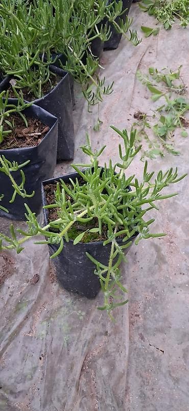 hortenziya gulu: Asma dipçək gülləri. Sukkulent – Lampranthus (Buzçiçəyi) Qiymətləri — 2