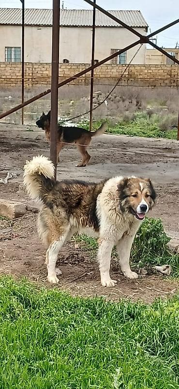 coban itləri: Qafqaz çoban iti, 1 il, Erkek — 3