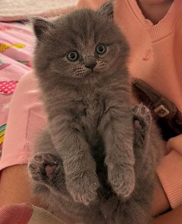 balaca itlər: Britan — 5