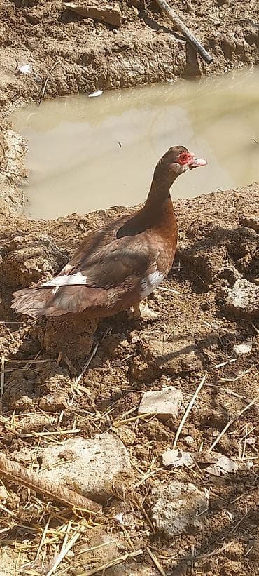 it bazari 2019: Lal ördək. Krasnadar. Erkək maya. 1 illik. Tam sağlam heyvanlardı — 5