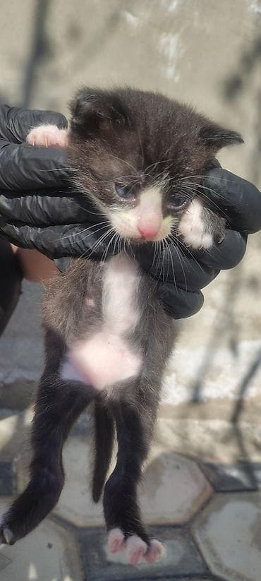 Erkək, Yaxşı əllərə, Ünvandan götürmə